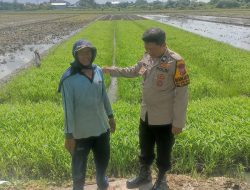 Polri Cita Petani, Bhabinkamtibmas Polsek Tulangan Pantau Lahan Padi untuk Ketahanan Pangan Bergizi