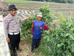 Polsek Balongbendo Dorong Ketahanan Pangan Lewat Pemanfaatan Pekarangan Tidur