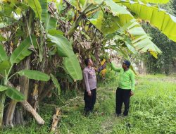 Polsek Balongbendo Dukung Ketahanan Pangan Polresta Sidoarjo, Sulap Pekarangan Tidur Jadi Lahan Produktif
