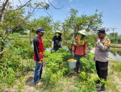 Polsek Jabon Melalui Bhabinkamtibmas Dorong Pemanfaatan Lahan Pekarangan untuk Perkebunan Sayuran Wujutkan Swasembada Pangan