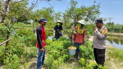 Polsek Jabon Melalui Bhabinkamtibmas Dorong Pemanfaatan Lahan Pekarangan untuk Perkebunan Sayuran Wujutkan Swasembada Pangan