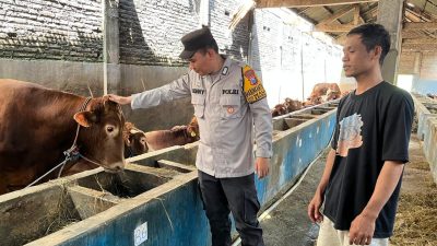 Polsek Krembung Dampingi Peternak Sapi Wujudkan Ketahanan Pangan Bergizi di Desa Waung
