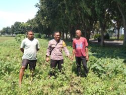 Polsek Sidoarjo Kota Dorong Ketahanan Pangan Lewat Program P2B di Desa Gebang
