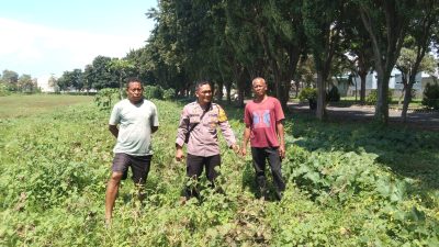 Polsek Sidoarjo Kota Dorong Ketahanan Pangan Lewat Program P2B di Desa Gebang