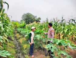 Polsek Sidoarjo Kota Giatkan Tanam Pepaya untuk Dukung Ketahan Pangan Nasional Bersama Petani
