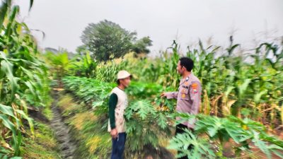 Polsek Sidoarjo Kota Giatkan Tanam Pepaya untuk Dukung Ketahan Pangan Nasional Bersama Petani