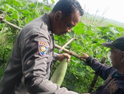 Polsek Sukodono Cek Ketahanan Pangan Sayuran Oyong di Desa Bangsri