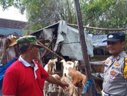 Polsek Tanggulngin Dukung Ketahanan Pangan, Bhabinkamtibmas Kalidawir Cek Lahan Peternakan Warga