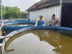 Polsek Tarik Apresiasi Inovasi Ketahanan Pangan, Warga Gempol Klutuk Dalam Budidaya Lele