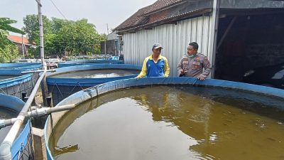 Polsek Tarik Apresiasi Inovasi Ketahanan Pangan, Warga Gempol Klutuk Dalam Budidaya Lele