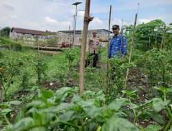 Polsek Tulangan Polresta Sidoarjo Bersama Warga Kembangkan Lahan Cabe di Desa Kemantren