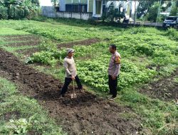 Polsek Tulangan Dorong Ketahanan Pangan, Aiptu Suyanto Cek Lahan Pertanian Bayam di Kenongo