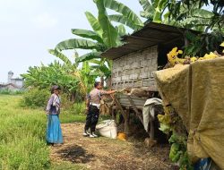 Polsek Tulangan Polresta Sidarjo Dorong Ketahanan Pangan Desa Lewat Program Pangan Berkelanjutan