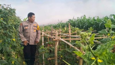 Polsek Tulangan Dorong Swasembada Pangan, Bhabinkamtibmas Aktif Cek Lahan Pangan Bergizi di Jiken