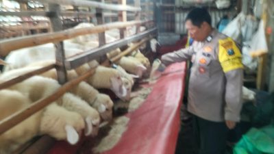Polsek Tulangan Dorong Swasembada Pangan Lewat Pengecekan Lahan Peternakan Kambing di Desa Jiken