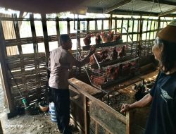 Polsek Tulangan Dukung Katahanan Pangan, Bhabinkamtibmas Sambangi Peternak Ayam di Desa Kenongo