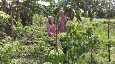 Polsek Tulangan Optimalkan Ketahanan Pangan Polresta Sidoarjo, Kunjungi Perkebunan Cabai Warga Kemantren