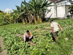 Polsek Tulangan Optimalkan Lahan Sayur Guna Dukung Ketahanan Pangan