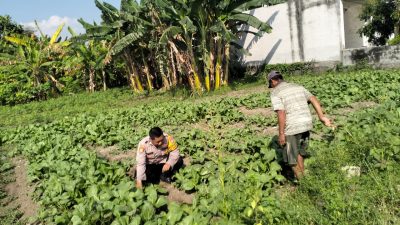 Polsek Tulangan Optimalkan Lahan Sayur Guna Dukung Ketahanan Pangan
