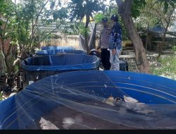 Polsek Waru Dorong Ketahanan Pangan, Lahan Tidur Disulap Jadi Kolam Lele