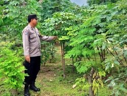 Polsek Wonoayu Sulap Lahan Terbengkalai Jadi Kebun Singkong Produktif