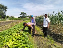 Sinergi Polisi dan Petani, Aipda Abdoel Gopoer Dampingi Poktan Pantau Tanaman Garbis di Krian