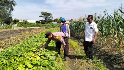 Sinergi Polisi dan Petani, Aipda Abdoel Gopoer Dampingi Poktan Pantau Tanaman Garbis di Krian