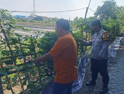 Sinergi Polisi dan Warga, Bhabinkamtibmas Tanggulangin Dampingi Perawatan Lahan Pekarangan Pangan Bergizi