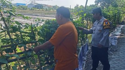 Sinergi Polisi dan Warga, Bhabinkamtibmas Tanggulangin Dampingi Perawatan Lahan Pekarangan Pangan Bergizi