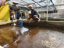 Sinergi Warga dan Aparat Desa Ketajen Wujudkan Ketahanan Pangan Lewat Budidaya Ikan Nila