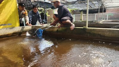 Sinergi Warga dan Aparat Desa Ketajen Wujudkan Ketahanan Pangan Lewat Budidaya Ikan Nila
