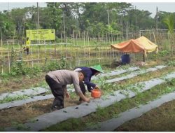 TNI-Polri Bersama Pemdes Pungpungan Kolaborasi Tanami Lahan Kosong untuk Ketahanan Pangan Berkelanjutan