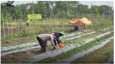 TNI-Polri Bersama Pemdes Pungpungan Kolaborasi Tanami Lahan Kosong untuk Ketahanan Pangan Berkelanjutan