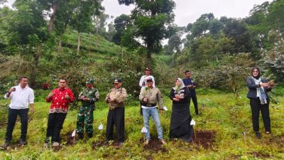 Administratur Perhutani KPH Bondowoso dan Bupati Situbondo Tanaman Bibit Kopi Yellow Cattura Bersama