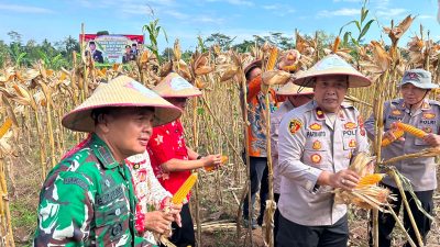 Aksi Nyata Dukung Ketahanan Pangan Nasional, Polres Wonogiri Panen Raya Jagung Serentak Kuartal II Tahun 2025