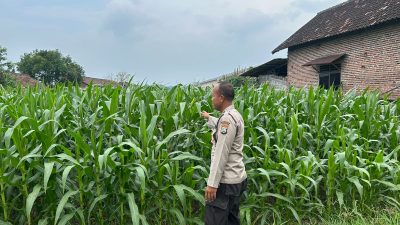 Anggota Polsek Prambon Cek Perkembangan Buah Melon Sukseskan Ketahanan Pangan Polresta Sidoarjo