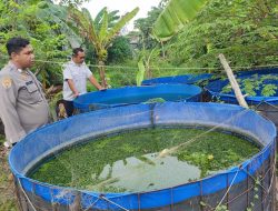Apresiasi Kemandirian Warga, Bhabinkamtibmas Sidodadi Dampingi Ketahanan Pangan Budidaya Lele