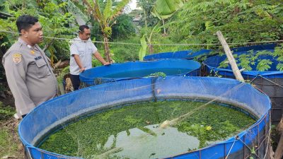 Apresiasi Kemandirian Warga, Bhabinkamtibmas Sidodadi Dampingi Ketahanan Pangan Budidaya Lele