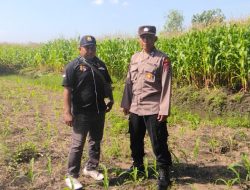 Bhabinkamtibmas Cek Ketahanan Pangan Tanaman Jagung di Desa Plumbungan Jadi Harapan Swasembada Pangan