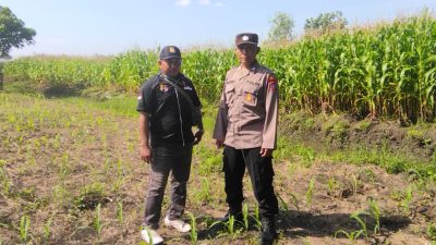 Bhabinkamtibmas Cek Ketahanan Pangan Tanaman Jagung di Desa Plumbungan Jadi Harapan Swasembada Pangan