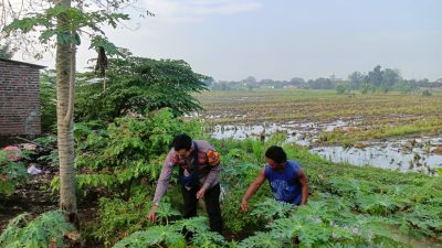 Bhabinkamtibmas Desa Balongtani Tinjau Lahan Pekarangan Warga untuk Dukung Ketahan Pangan Bergizi