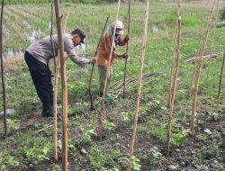 Bhabinkamtibmas Desa Balongtanni Tinjau Lahan Pekarangan Warga, Dukung Ketahanan Pangan Bergizi