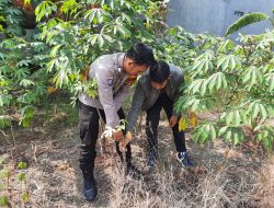 Bhabinkamtibmas Desa Cemandi Tinjau Lahan Ketahanan Pangan, Dorong Penanaman Ubi dan Singkong