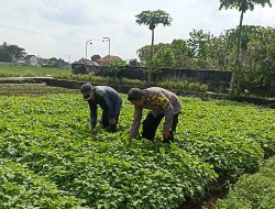 Bhabinkamtibmas Desa Grabagan Tinjau Lahan Ketahanan Pangan Bergizi, Dorong Peningkatan Sektor Pertanian Warga