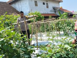 Bhabinkamtibmas Desa Jemirahan Tinjau Lahan Perkebunan Sayuran, Dukung Program Ketahanan Pangan Bergizi