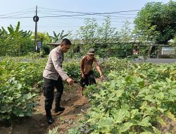 Bhabinkamtibmas Desa Jemirahan Polsek Jabon Tinjau Lahan Ketahanan Pangan Sayur