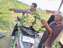 Bhabinkamtibmas Desa Jiken Tinjau Lahan Sayur Warga, Dukung Swasembada Pangan