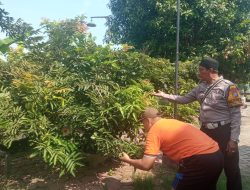 Bhabinkamtibmas Desa Kalitengah Lakukan Pengecekan Lahan Perkebunan Klengkeng, Dorong Ketahanan Pangan Desa