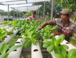 Bhabinkamtibmas Desa Keboharan Rawat Lahan Hidroponik Pakcoy, Dukung Ketahanan Pangan