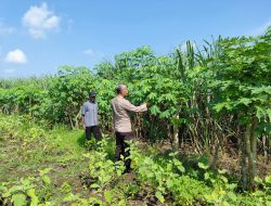 Bhabinkamtibmas Desa Kemantren Tinjau Lahan Ketela untuk Program Ketahanan Pangan Polresta Sidoarjo